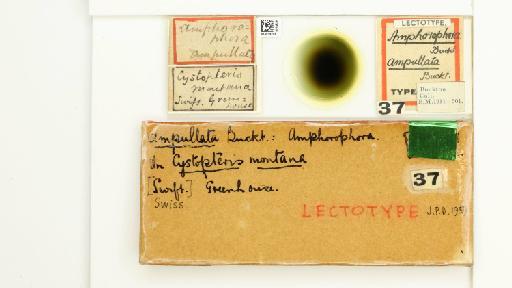 Amphorophora ampullata Buckton, 1876 - 014838766_112448_1092712_None_Type