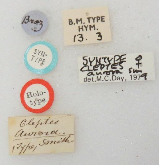 Cleptes aurora Smith, F., 1874 - Cleptes_aurora-BMNH(E)#970933_type-labels_2