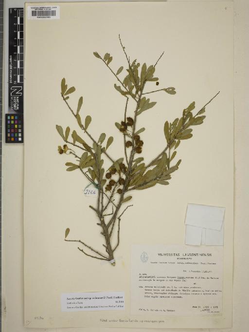 Boscia foetida subsp. rehmanniana (Pestal.) Toelken - BM000802520