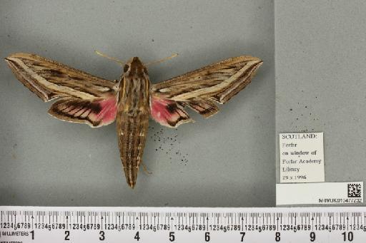 Hippotion celerio (Linnaeus, 1758) - NHMUK_010477232_534837