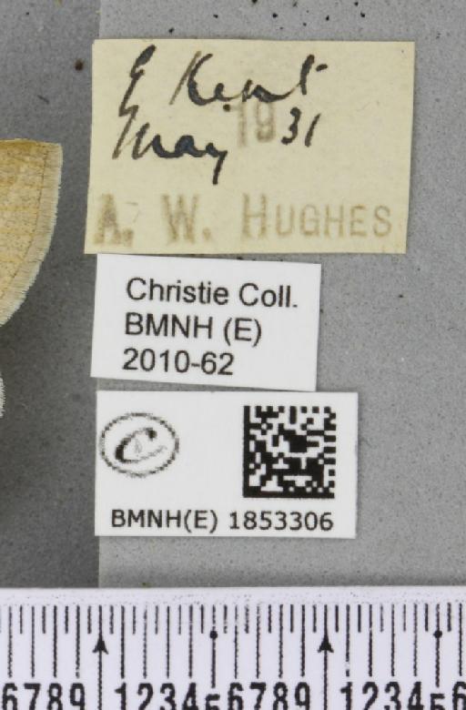 Petrophora chlorosata (Scopoli, 1763) - BMNHE_1853306_label_426064