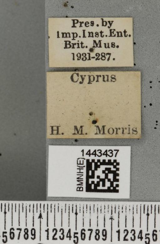 Ceratitis (Ceratitis) capitata (Wiedemann, 1824) - BMNHE_1443437_label_26832