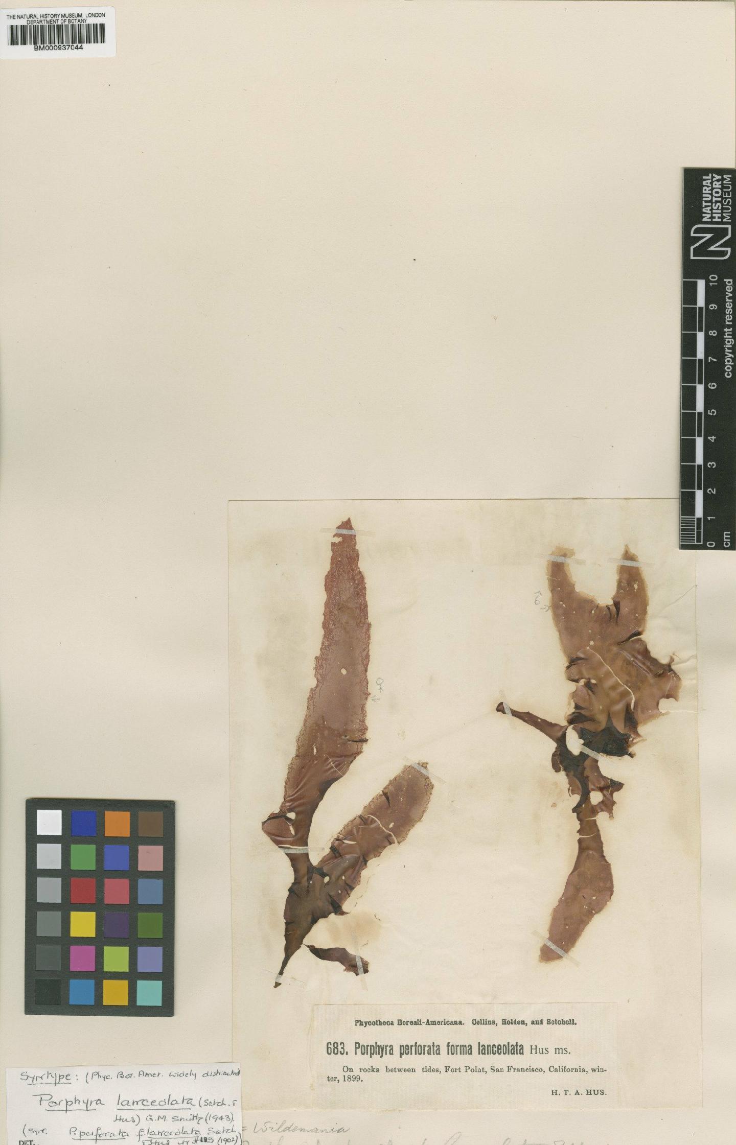 To NHMUK collection (Pyropia lanceolata (Setchell & Hus) S.C.Lindstrom; Syntype; NHMUK:ecatalogue:465795)