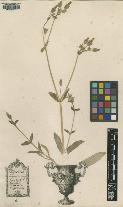 Cerastium perfoliatum L. - BM000628546