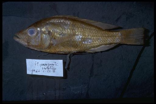 Haplochromis paraguiarti Greenwood, 1967 - Haplochromis paraguiarti; 1966.2.21.6