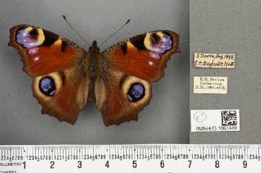 Aglais io (Linnaeus, 1758) - BMNHE_1061449_22043