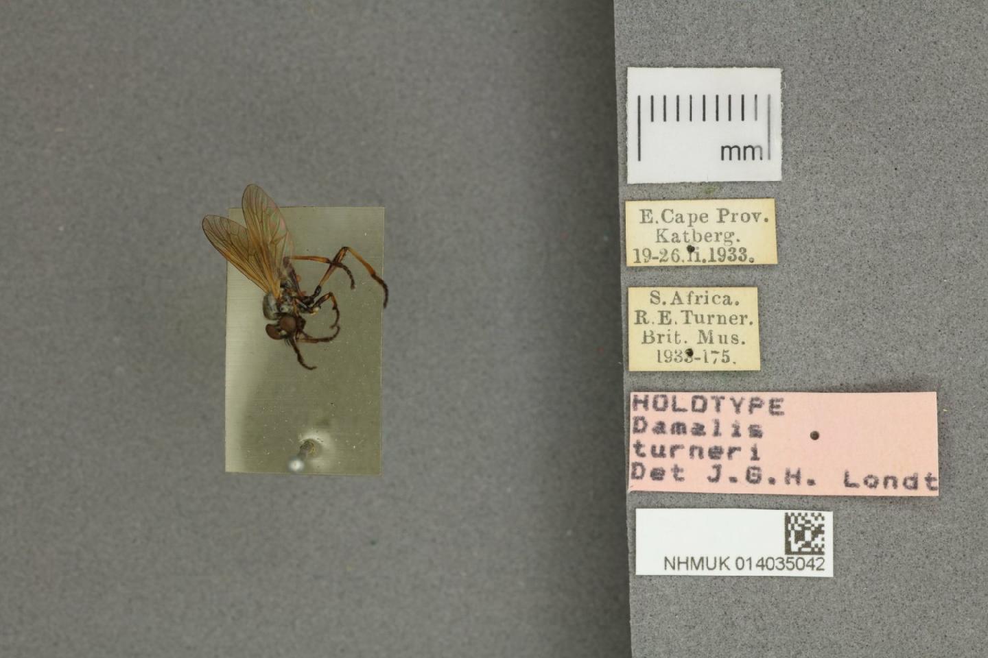 Damalis turneri