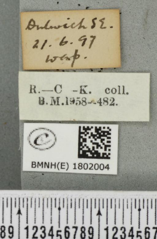 Pasiphila rectangulata ab. nigrosericeata Haworth, 1809 - BMNHE_1802004_label_378059