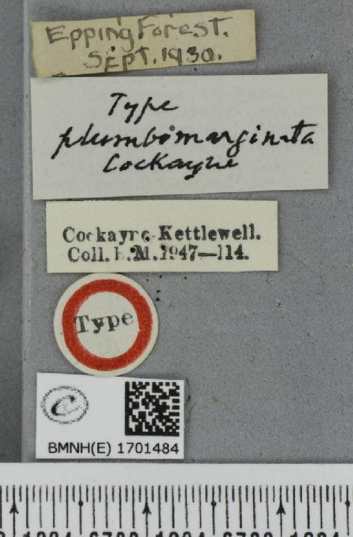 Cyclophora porata ab. plumbomarginata Cockayne, 1950 - BMNHE_1701484_label_275542