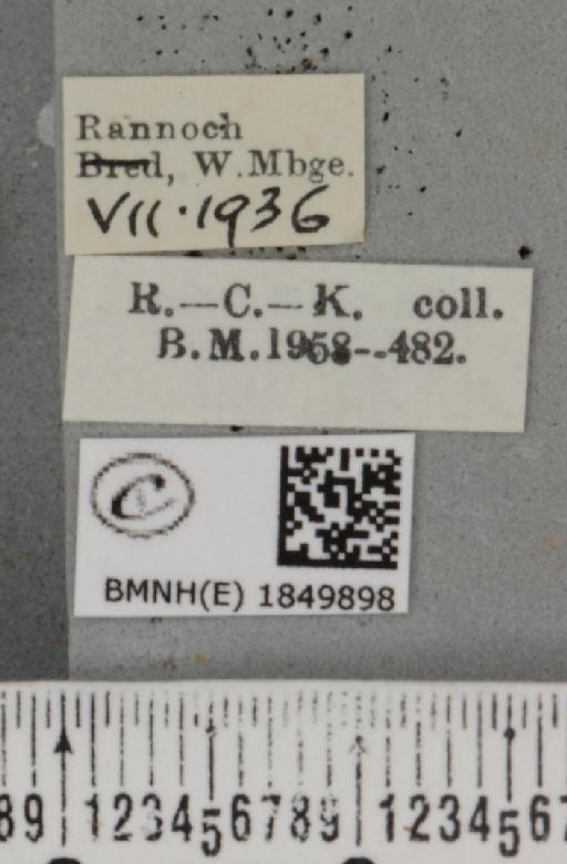 Macaria brunneata (Thunberg, 1784) - BMNHE_1849898_label_423176