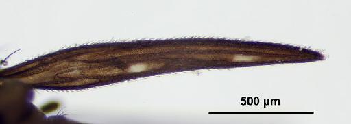 Obstinocephala tali (Jones, 1940) - Obstinocephala_tali-248116-right_wing-80_0x-scale