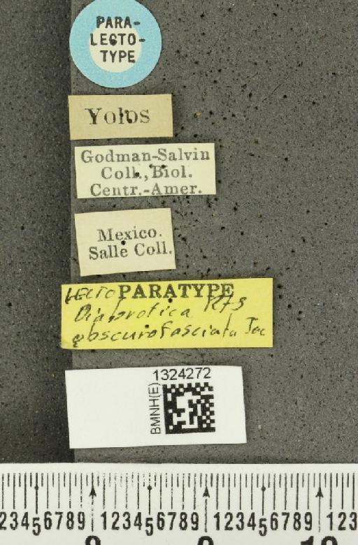 Acalymma obscurofasciatum (Jacoby, 1887) - BMNHE_1324272_label_20865