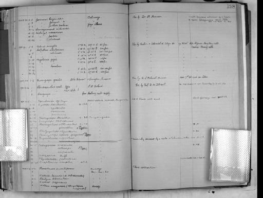 Megalasma gigas - Zoology Accessions Register: Crustacea: 1905 - 1935: page 198