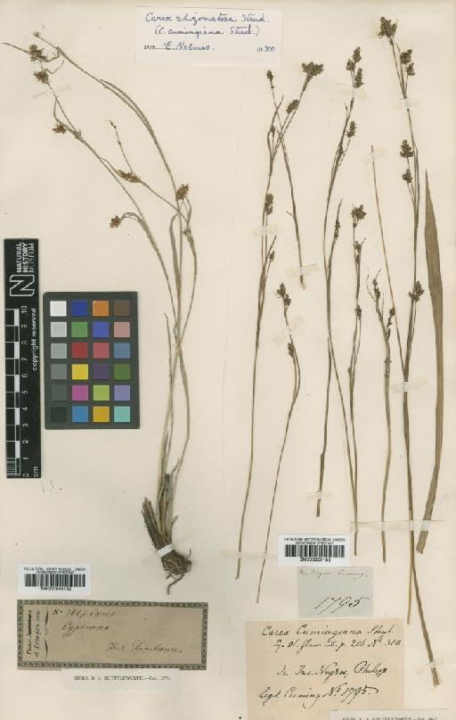 Carex oligostachya Nees - BM000959182