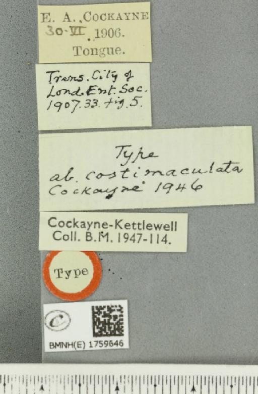 Electrophaes corylata ab. costimaculata Cockayne, 1946 - BMNHE_1759646_label_341937