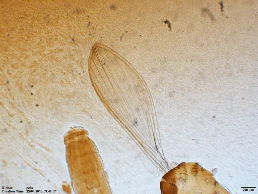 Lutzomyia (Nyssomyia) richardwardi Ready & Fraiha, 1981 - Lutzomyia_richardwardi_BMNH(E)1722064_PT-female_wing-2x.tif