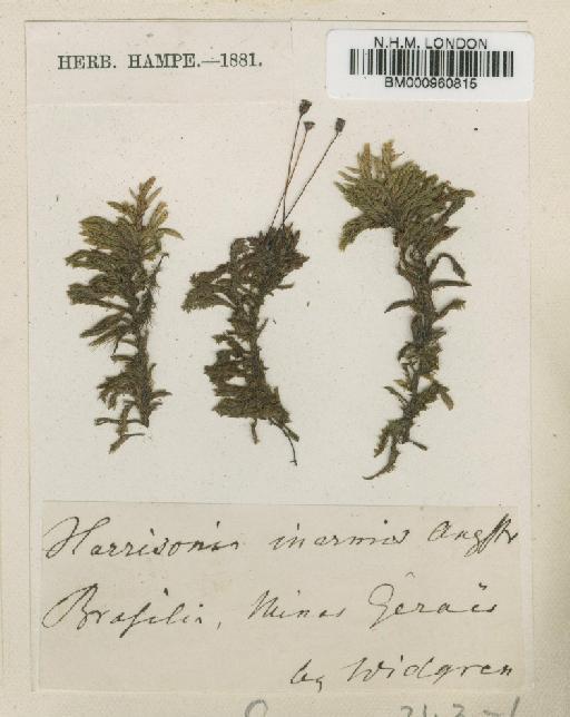 Rhacocarpus inermis (Müll.Hal.) Lindb. in Broth. - BM000960815