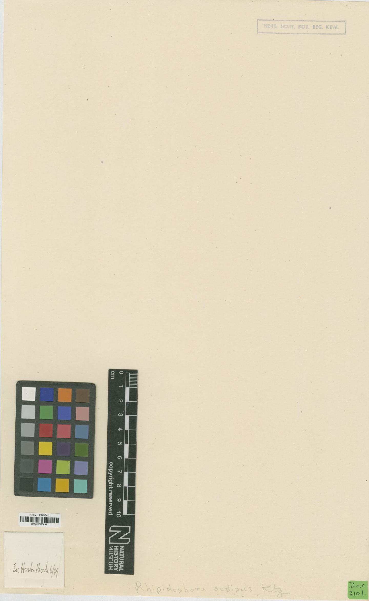 To NHMUK collection (Rhipidophora oedipus Kütz.; NHMUK:ecatalogue:6527871)