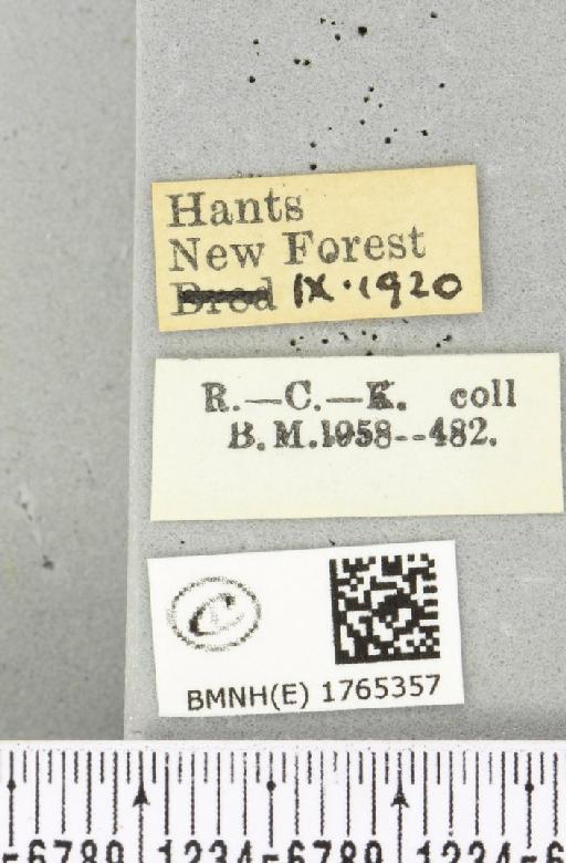 Chloroclysta siterata (Hufnagel, 1767) - BMNHE_1765357_label_346574