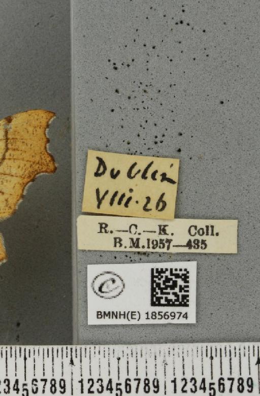Ennomos quercinaria ab. carpinaria Hübner, 1799 - BMNHE_1856974_label_441578