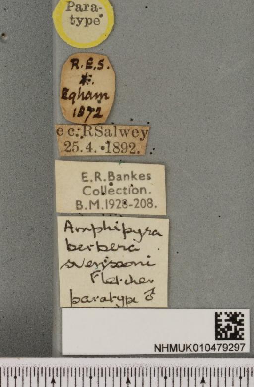 Amphipyra berbera svenssoni Fletcher, D.S., 1968 - NHMUK_010479297_label_571692