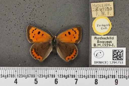 Lycaena phlaeas eleus (Fabricius, 1798) - BMNHE_1294753_132176