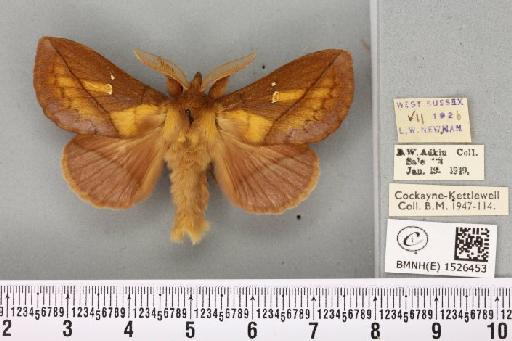 Euthrix potatoria ab. diminuta Tutt, 1902 - BMNHE_1526453_197970