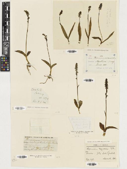 Herminium monorchis (L.) R.Br. - BM001080628