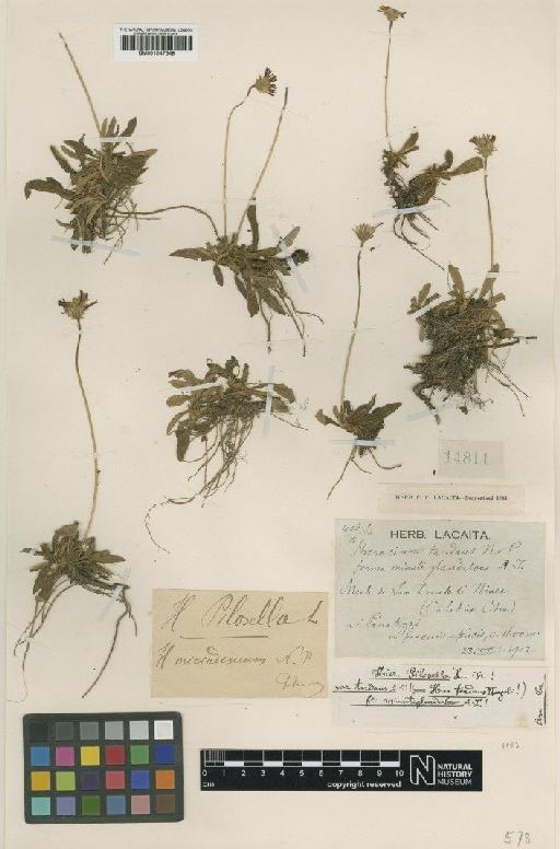 Hieracium niveum subsp. niveum Zahn - BM001047349