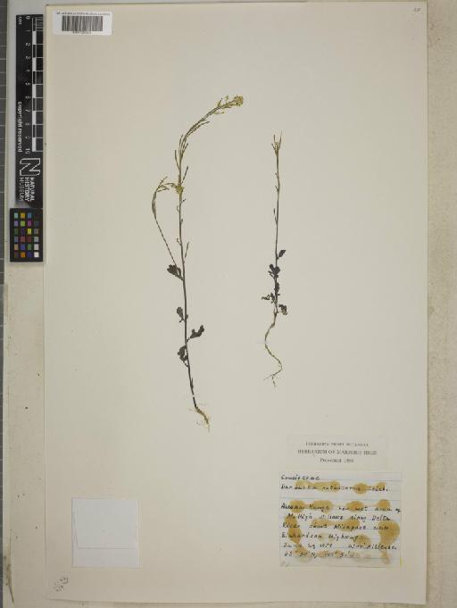 Barbarea orthoceras Ledeb - BM001255383