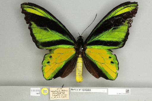 Ornithoptera chimaera dracaena Joicey & Talbot, 1916 - 013605136__