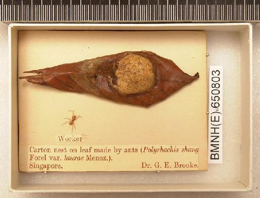 Polyrhachis shang infraspecies laurae Menoz - Hymenoptera Nest BMNH(E) 650803
