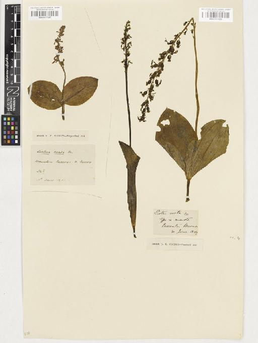 Neottia ovata (L.) Rich. - BM001117258