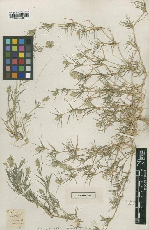 Eragrostis reptans (Michx.) Nees - BM001042389