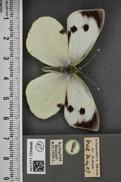 Pieris brassicae ab. fasciata Kiefer, 1918 - BMNHE_1127194_84315