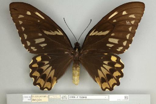 Ornithoptera croesus croesus Wallace, 1859 - 013605004__