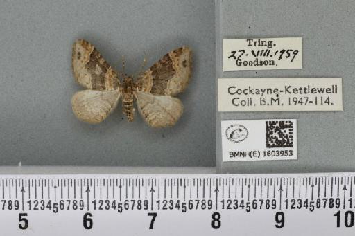 Xanthorhoe ferrugata (Clerck, 1759) - BMNHE_1603953_311032
