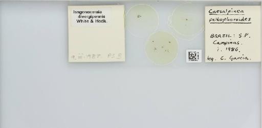 Isogonoceraia divergipennis White & Hodkinson, 1980 - 013482954_117198_1146273_157792_NonType_result