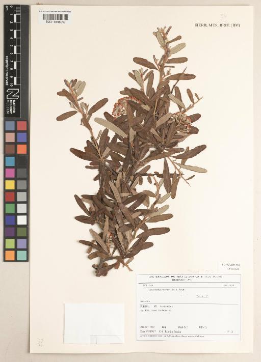 Pyracantha coccinea M.Roem. - BM013848997
