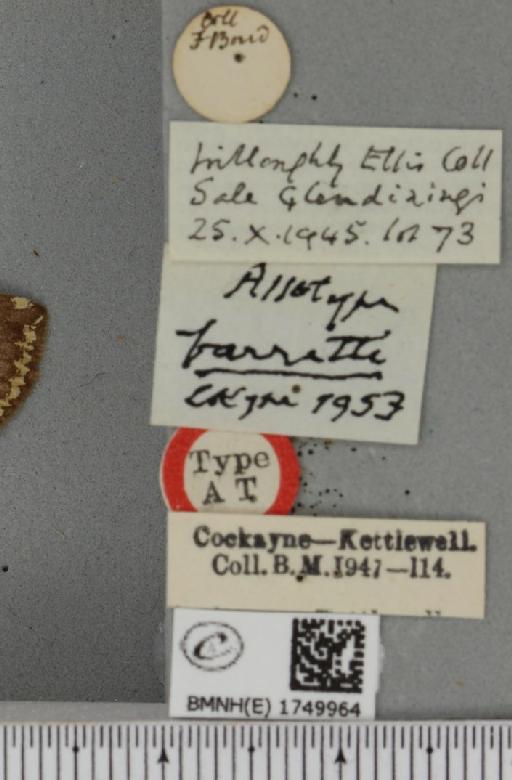 Hydriomena furcata ab. barretti Cockayne, 1953 - BMNHE_1749964_label_327728