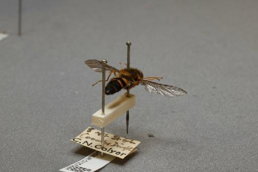 Leucozona (Ischyrosyrphus) glaucius (Linnaeus, 1758) - 012510064_additional_1