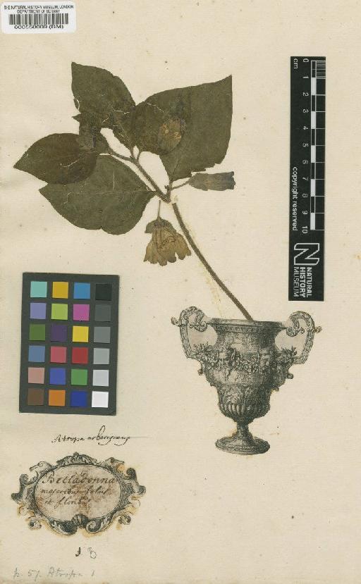 Atropa belladonna L. - BM000558009