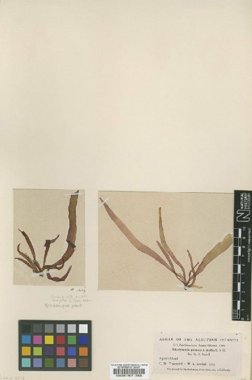 Palmaria mollis (N.L.Gardner & Setch.) C.J.Bird & van der Meer - BM000561807