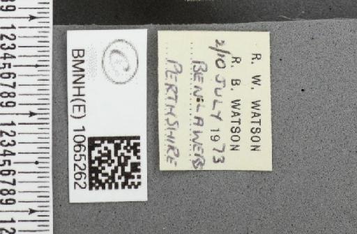 Coenonympha pamphilus ab. obsoletissima Leeds, 1950 - BMNHE_1065262_label_26533