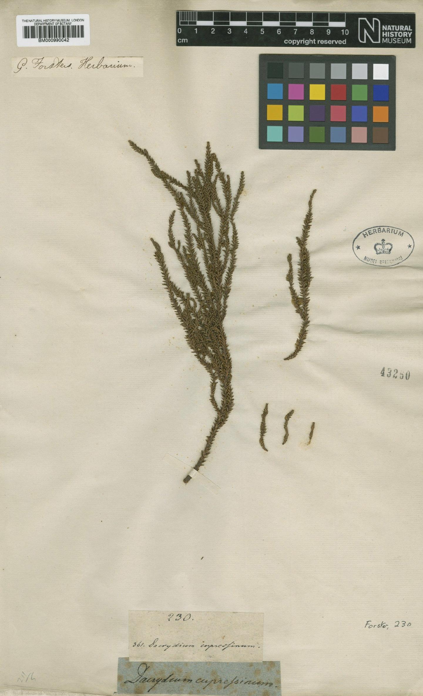 To NHMUK collection (Dacrydium cupressinum Lamb.; Type; NHMUK:ecatalogue:569491)