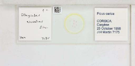 Aleyrodes elevatus Silvestri, F, 1934 - 013479540_117701_1091832_157746_NonType