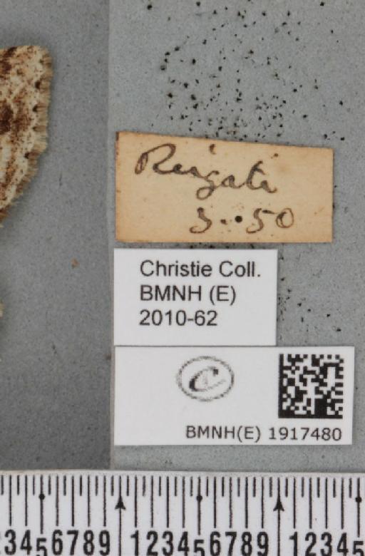 Ectropis crepuscularia (Denis & Schiffermüller, 1775) - BMNHE_1917480_label_481122
