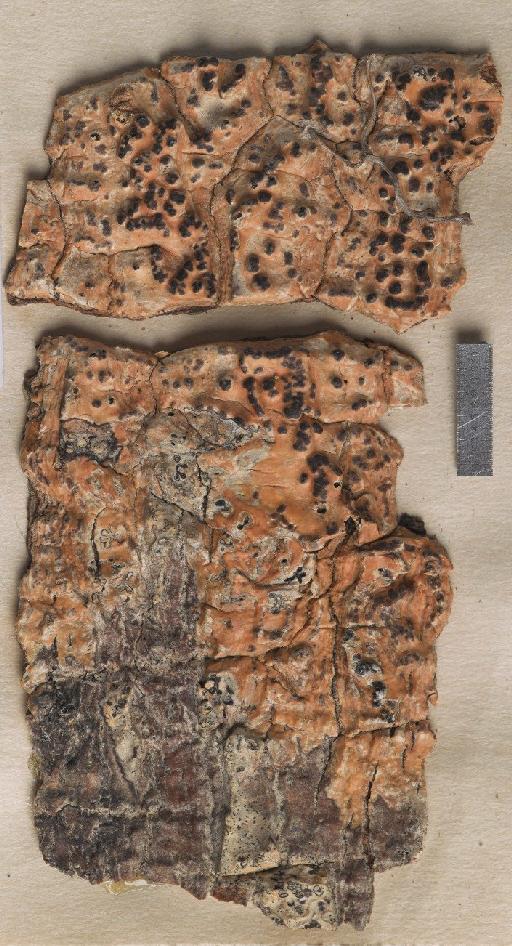 Astrothelium acrophaeum Müll.Arg. - BM001107823_a