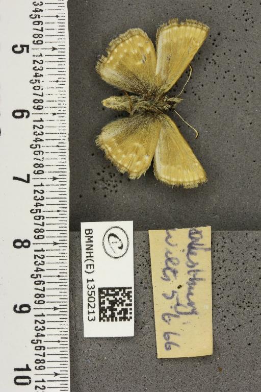 Erynnis tages tages (Linnaeus, 1758) - BMNHE_1350213_158283