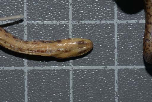 Atractus erythromelas Boulenger, 1903 - Image of specimen 1946.1.7.12